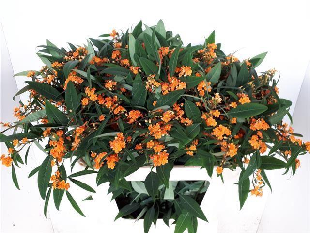 <h4>EUPH F T SUNSTREAM</h4>