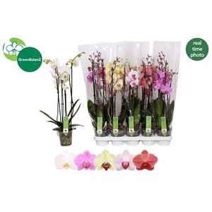 !! PROMO !! PHAL MIX 4 TAK