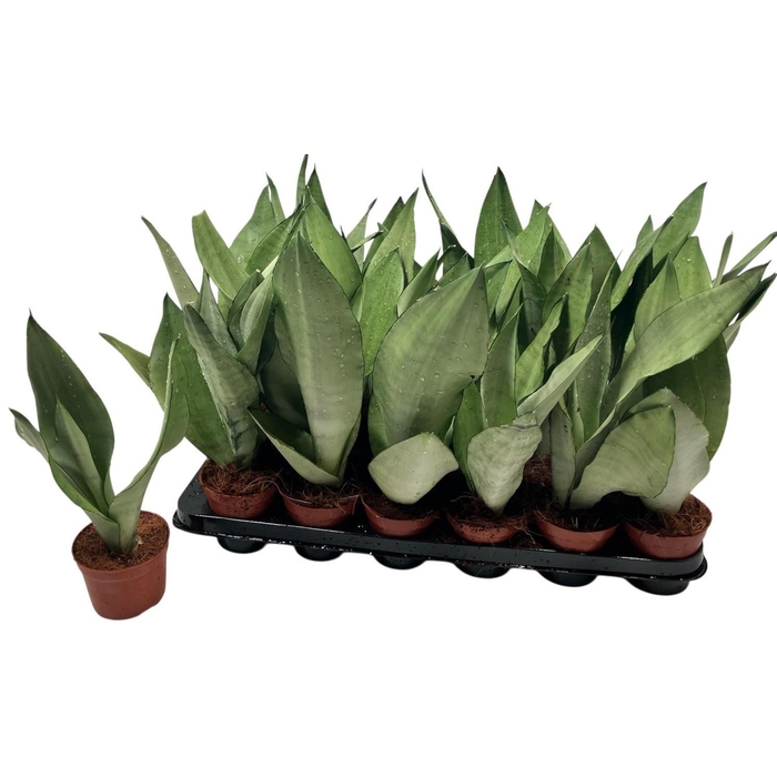 <h4>SANSEV MOONSHINE</h4>