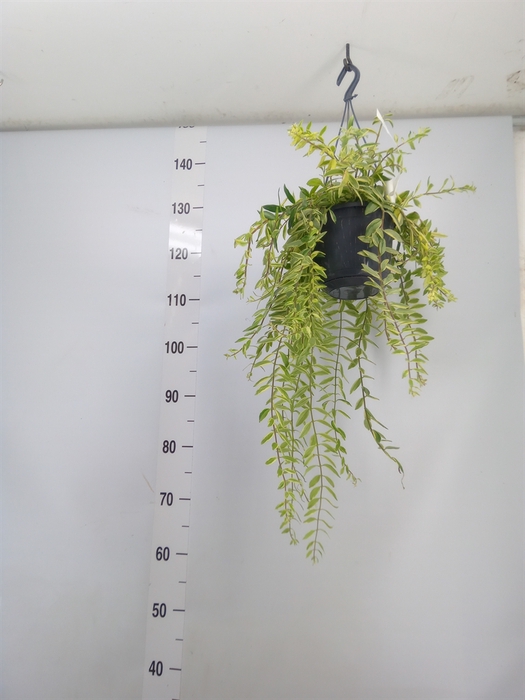 <h4>Aeschynanthus lobb. 'Variegatus'</h4>