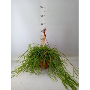 Rhipsalis   ...