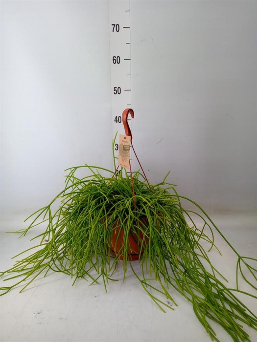 <h4>Rhipsalis   ...</h4>