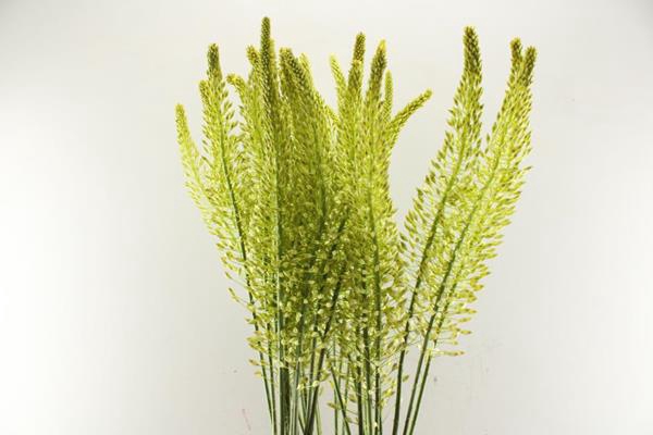 <h4>Eremurus Obelisk</h4>