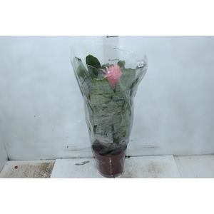 AECHMEA FASCIATA P17