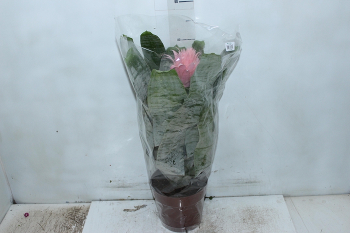 <h4>AECHMEA FASCIATA P17</h4>