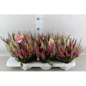Calluna vulg. 'High Five'   ...mix