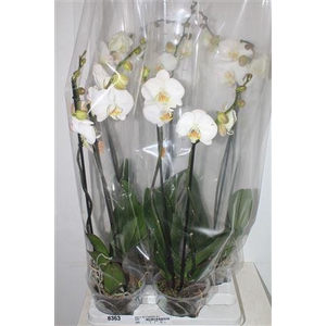 Phal Ov Wit ** 2 Branches 18+ 15cm Pot **