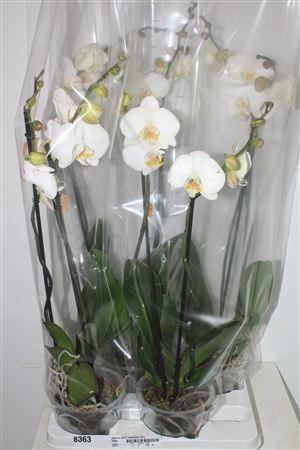 <h4>Phal Ov Wit 2 Branches 18+</h4>