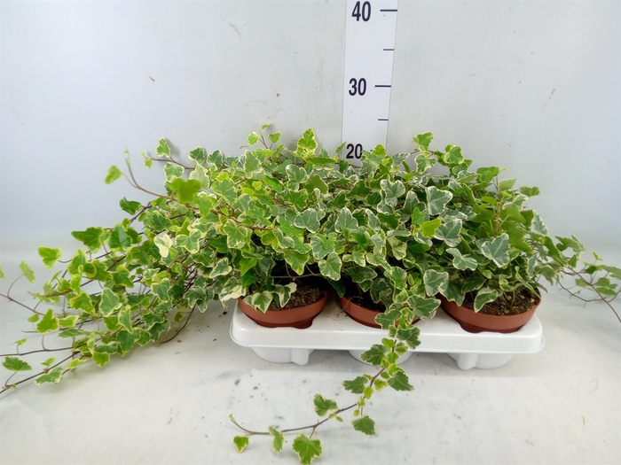 <h4>Hedera helix 'White Wonder'</h4>