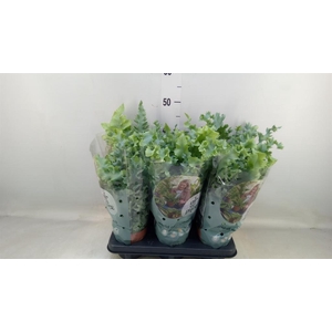 Phlebodium aureum 'Davana'