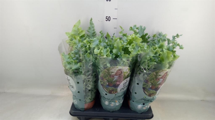 <h4>Phlebodium aureum 'Davana'</h4>