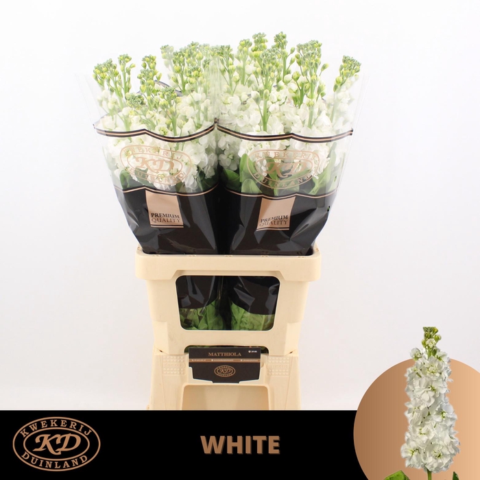 <h4>MATTH AIDA WHITE</h4>