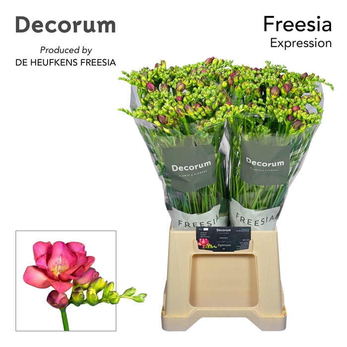 <h4>Freesia du Expression</h4>