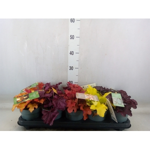 Heuchera  'Indian Summer'   ...mix