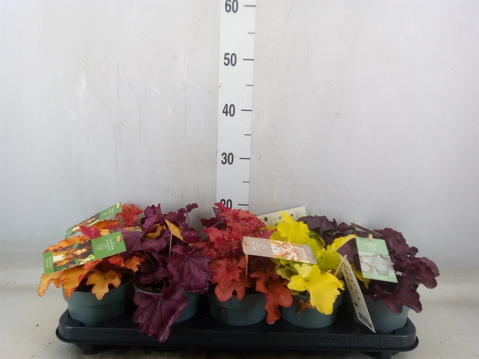 <h4>Heuchera  'Indian Summer'   ...mix</h4>