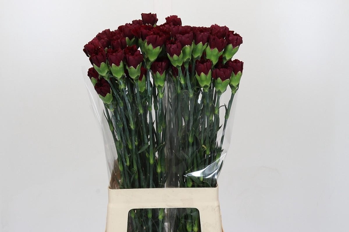 <h4>Dianthus St Zurigo</h4>