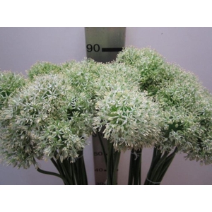 Allium Mount Groen