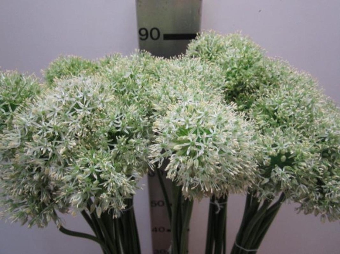<h4>Allium Mount Groen</h4>