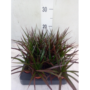 Dracaena marg. 'Magenta'
