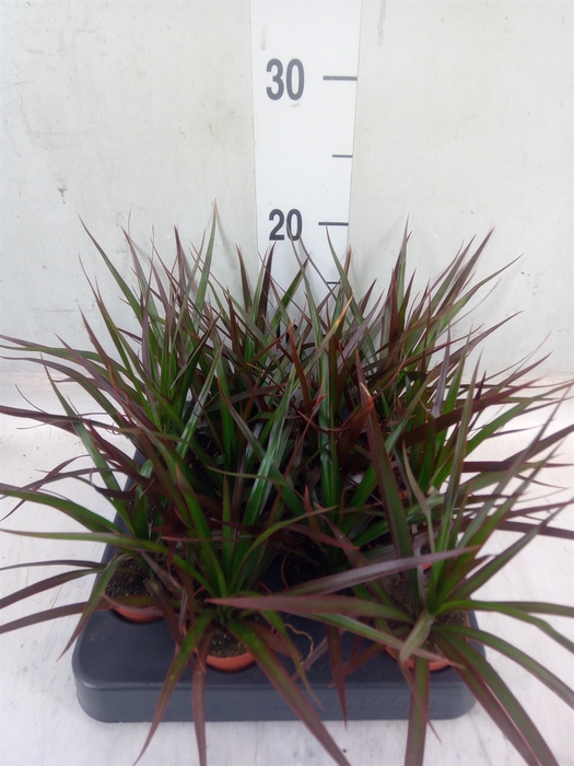 <h4>Dracaena marg. 'Magenta'</h4>
