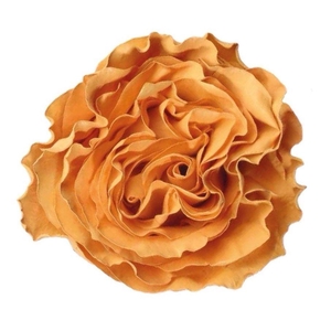 R GR HONEY MOCCA TINTED Naranjo