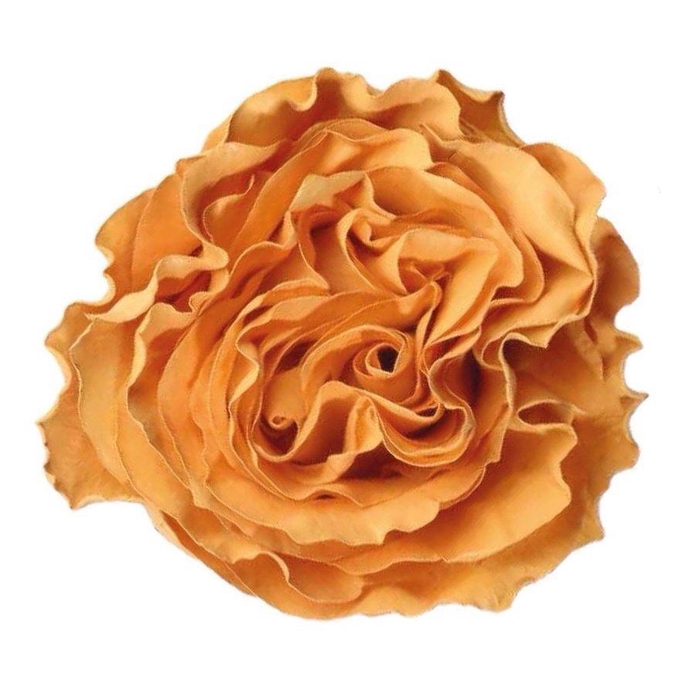 <h4>R GR HONEY MOCCA TINTED Naranjo</h4>