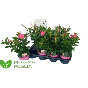 MANDE RIO PINK