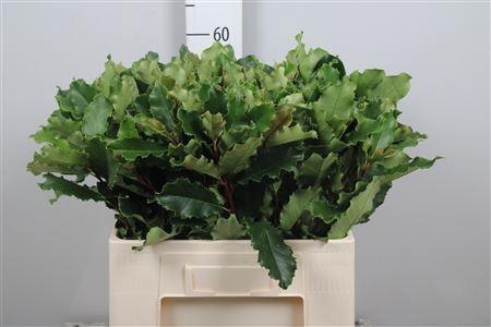 <h4>Phot S Curly Fantasy</h4>