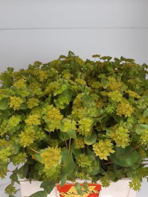 <h4>BUPLEURUM GR PER BOS</h4>