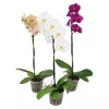 PHALAENOPSIS P15 MIN 5 FLS