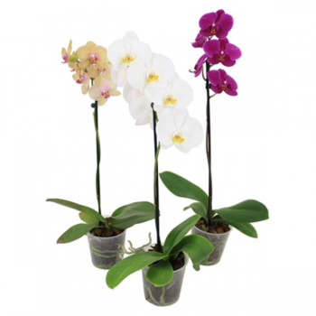 PHALAENOPSIS P15 MIN 5 FLS