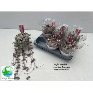 CEROP WO VARIEGATA