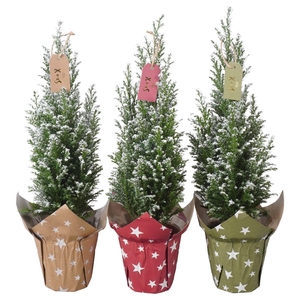 PTK25116 Ellwoodii met sneeuw in papieren potcover mix met decoratie