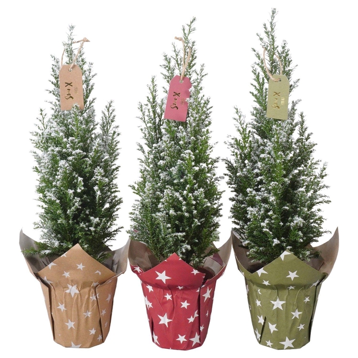 <h4>PTK25116 Ellwoodii met sneeuw in papieren potcover mix met decoratie</h4>