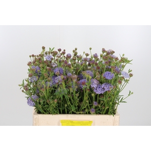 Didiscus Blauw