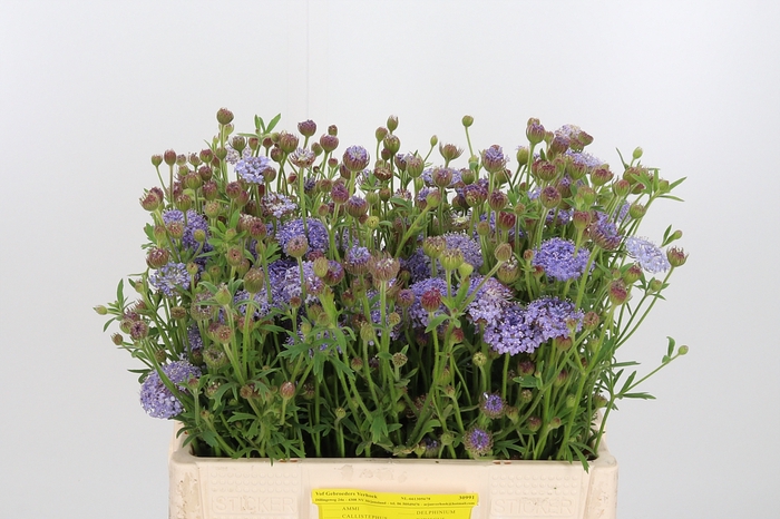 <h4>Didiscus Blauw</h4>