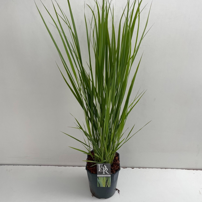 <h4>'Panicum' Northwind</h4>