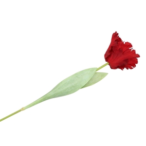 Silk Tulip Papagayo Red 64cm