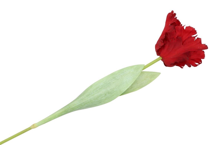 <h4>Silk Tulip Papagayo Red 64cm</h4>