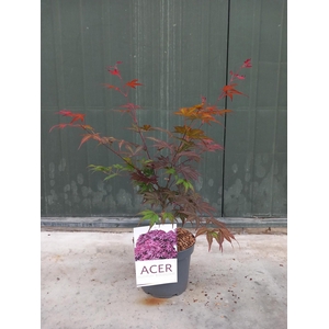 Acer pal. Bloodgood