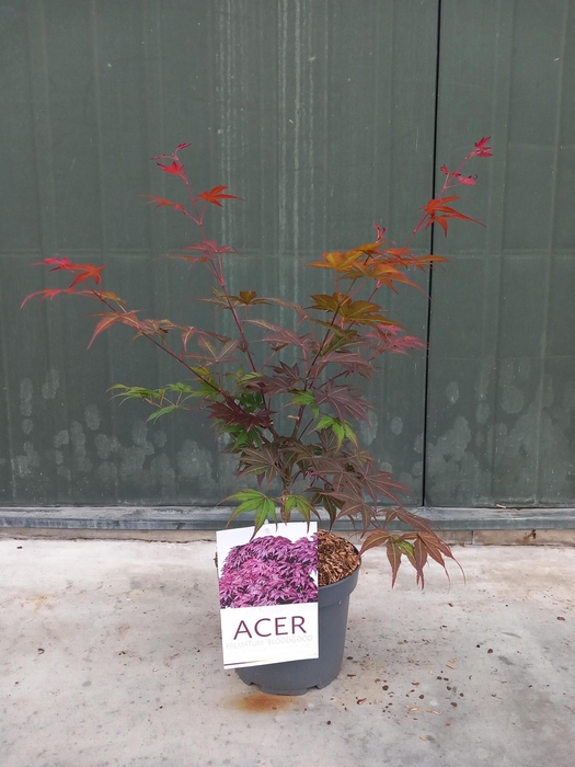 <h4>Acer pal. Bloodgood</h4>