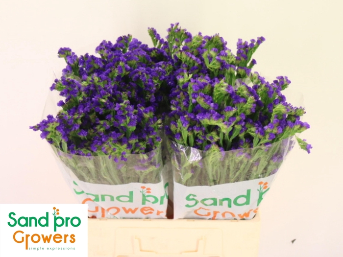 <h4>LIM S PIPPA WINGS</h4>