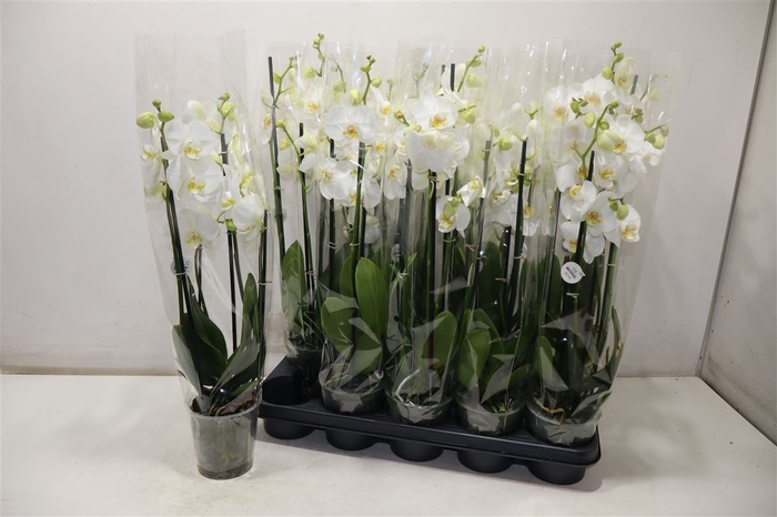 <h4>Phal Ov Wit</h4>
