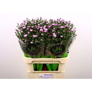 Aster N-B 'Double Date Pink'