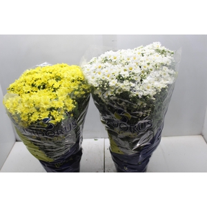 CRISANTEMO BOLA BELGA P20