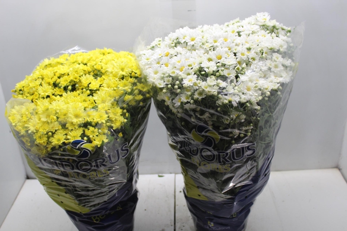 <h4>CRISANTEMO BOLA BELGA P20</h4>