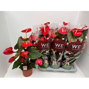 Anthurium Andr. Idaho