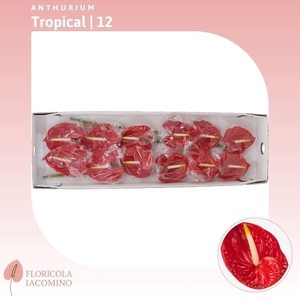 Anthurium Tropical