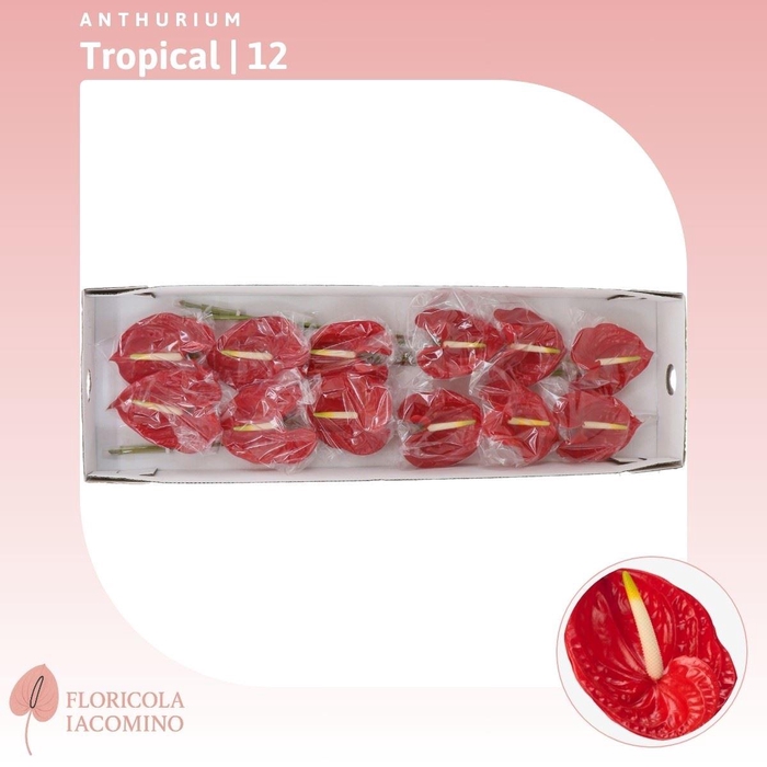 <h4>Anthurium Tropical</h4>