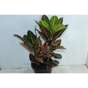 CROTON HIBRIDO PETRA P24